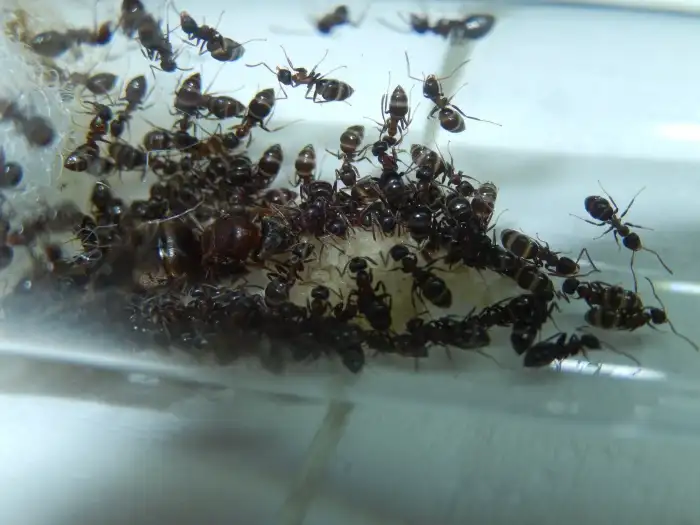 Lasius emarginatus