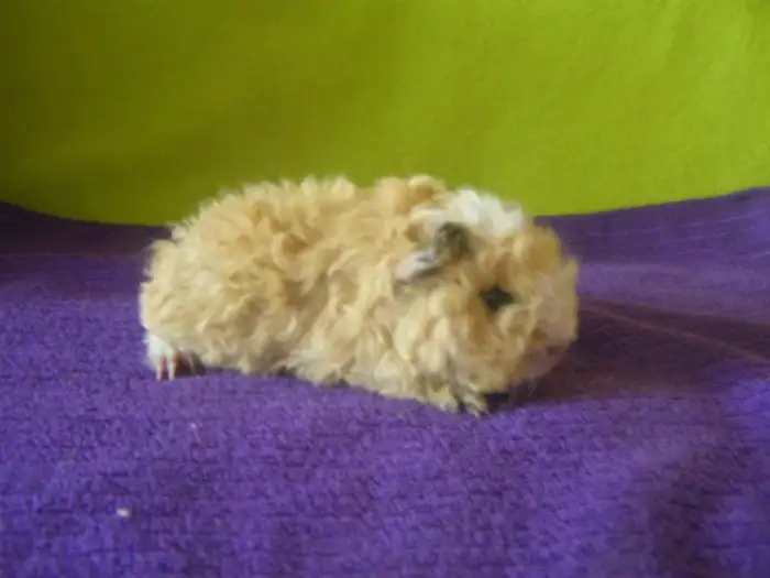 Billy Peruvian World