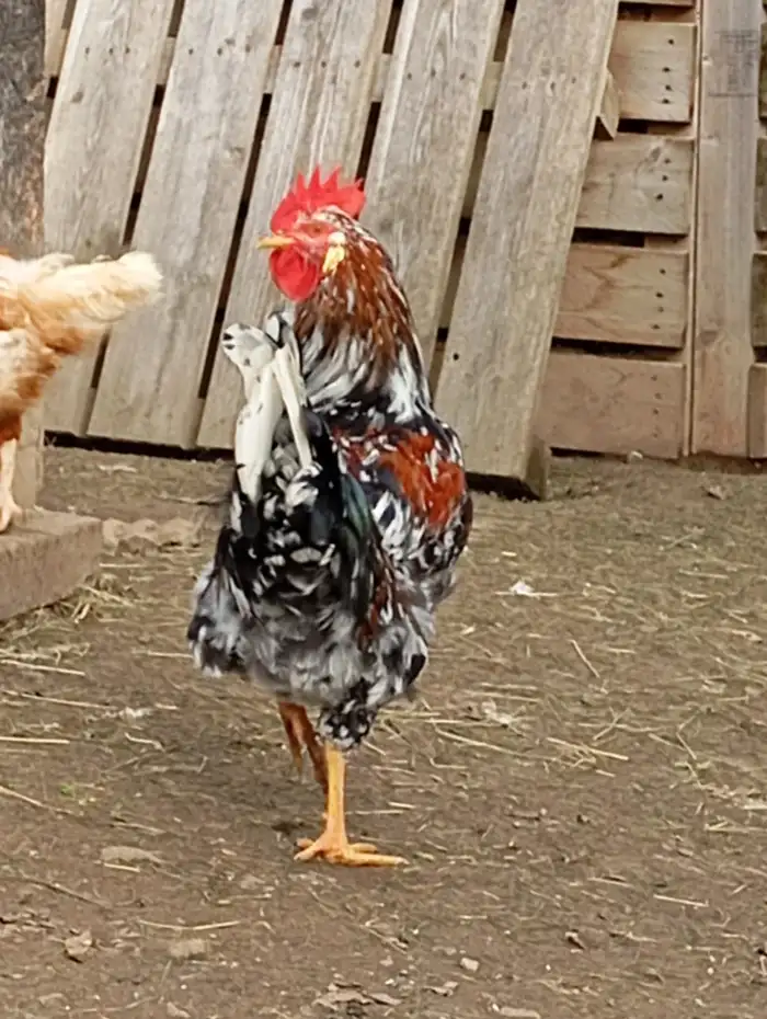 Švédská květinová