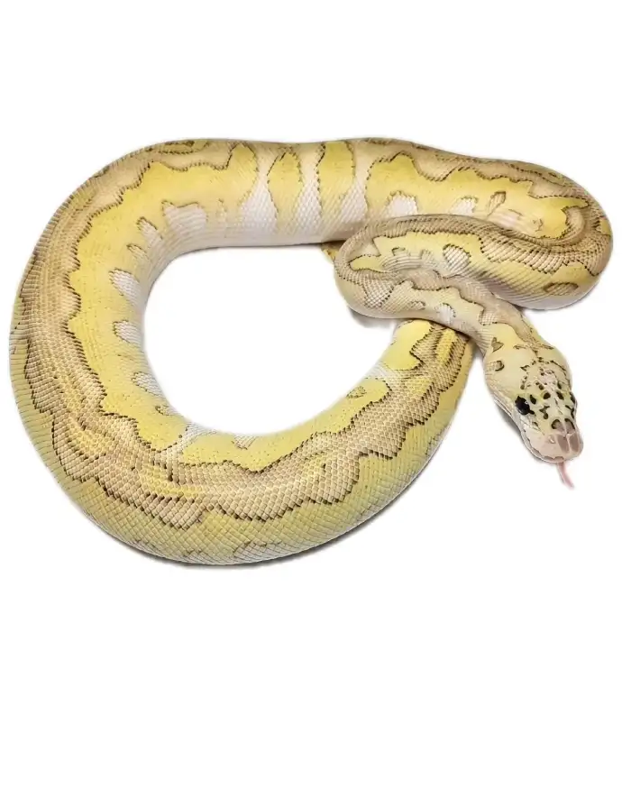 0.1 Pastel Butter Clown