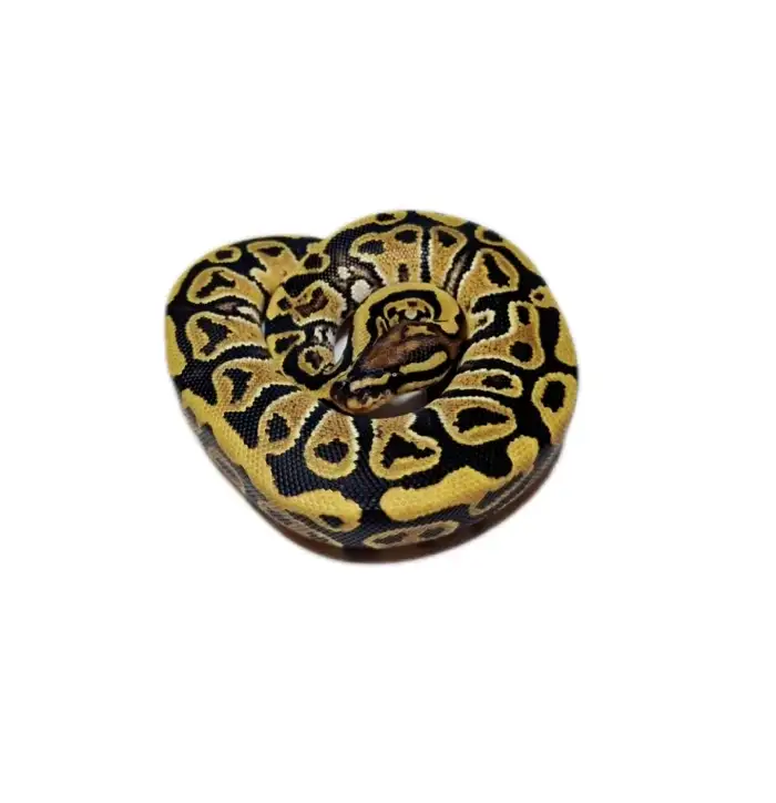 0.1 Hurricane het Clown 50% Pied