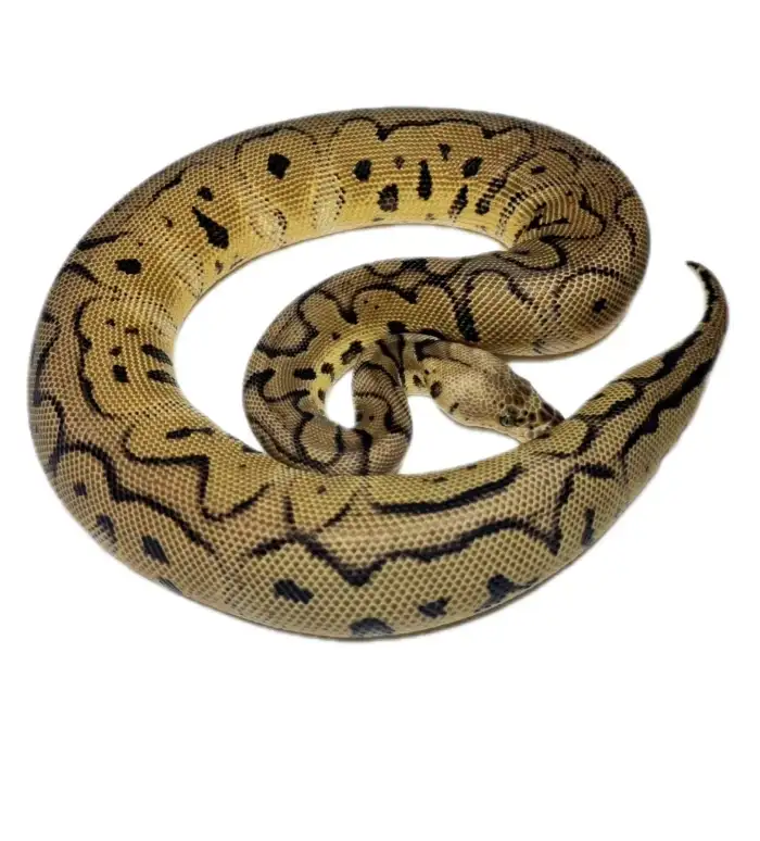 0.1 Firefly Mojave Clown