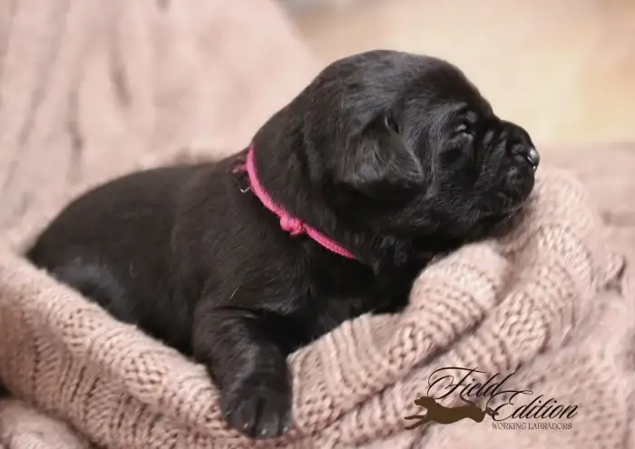 věk na fotce 12 dní