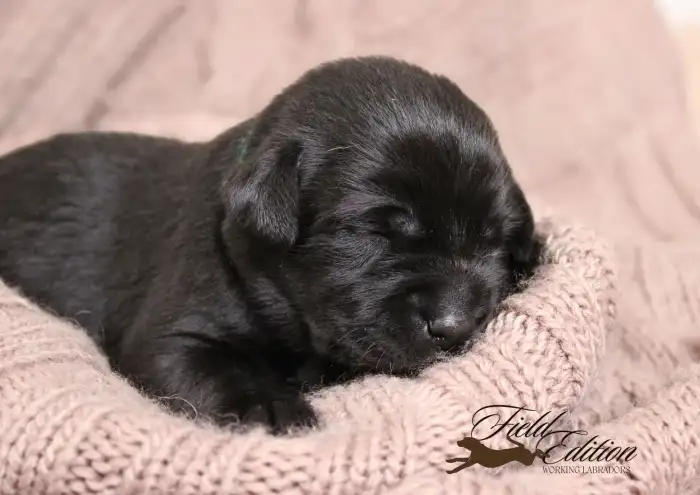 věk na fotce 12 dní