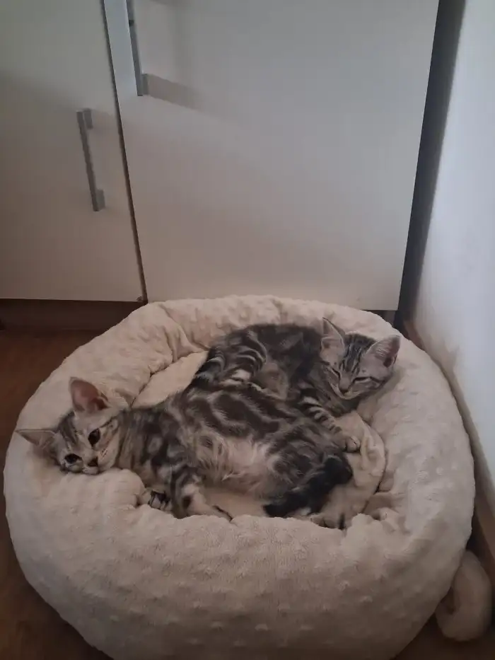 kočička s kocourkem