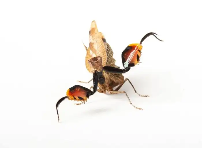 Astyliasula phyllopus