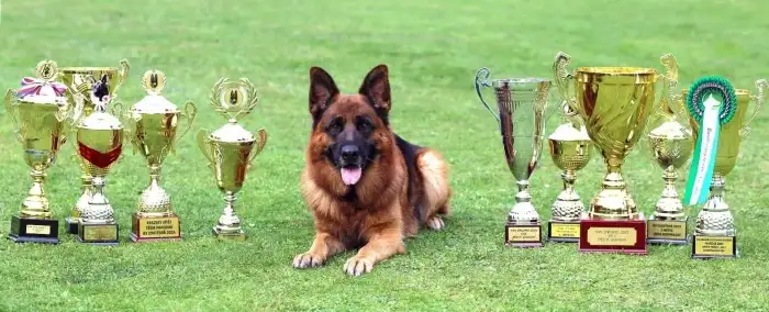 Otec štěňat Leron Maserau