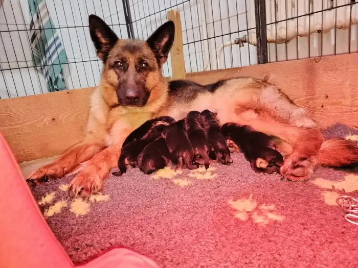 Matka se štěňátky