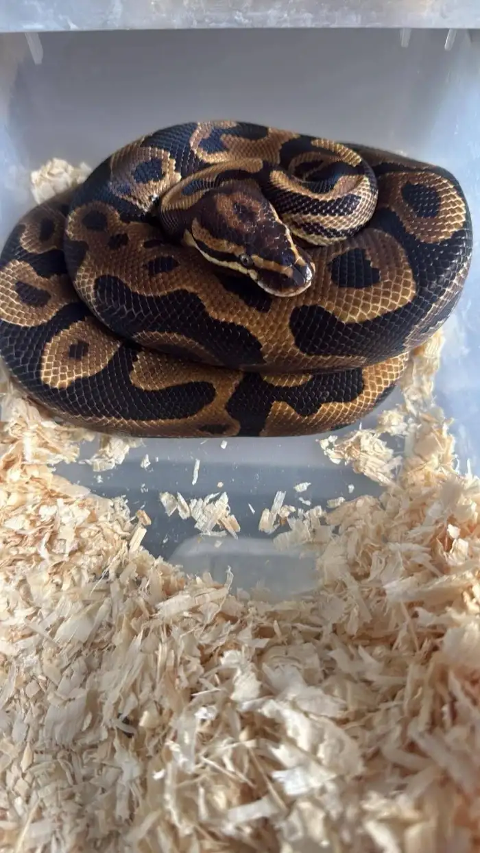 Samec leopard dh levander albino clown