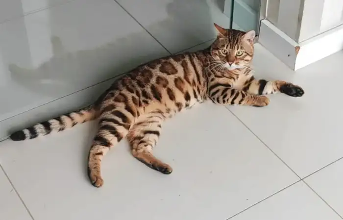 Tatínek