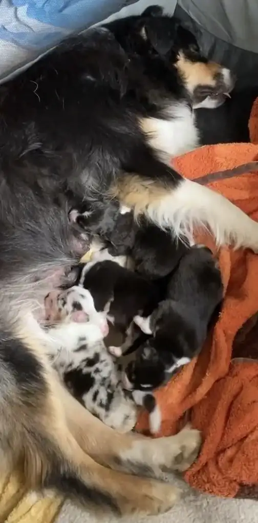 mama_Pupo