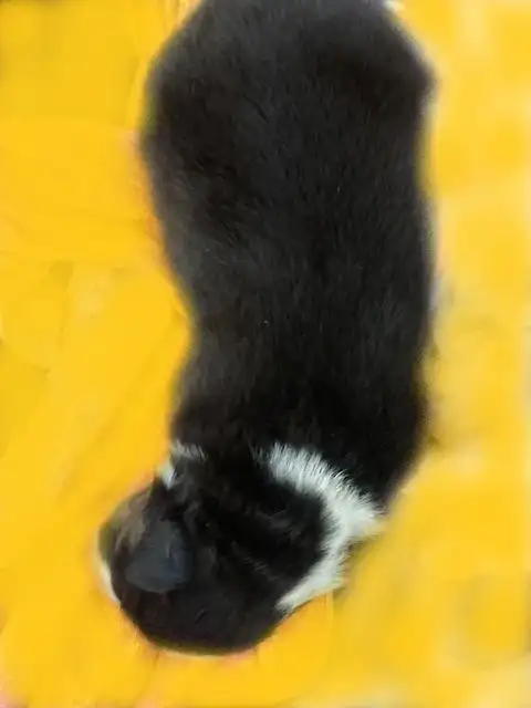 ENZO