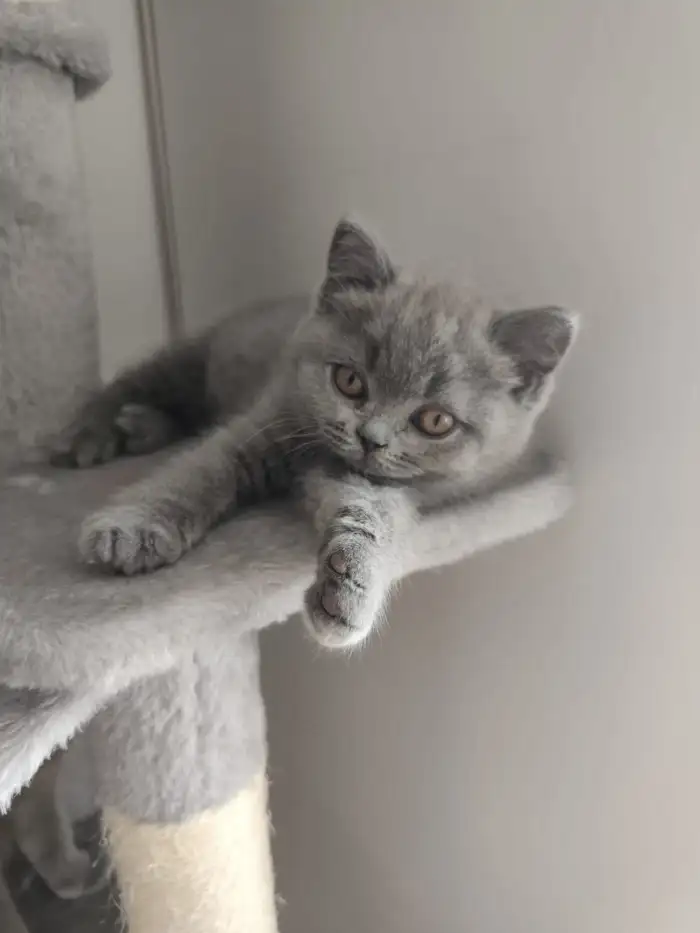Mia