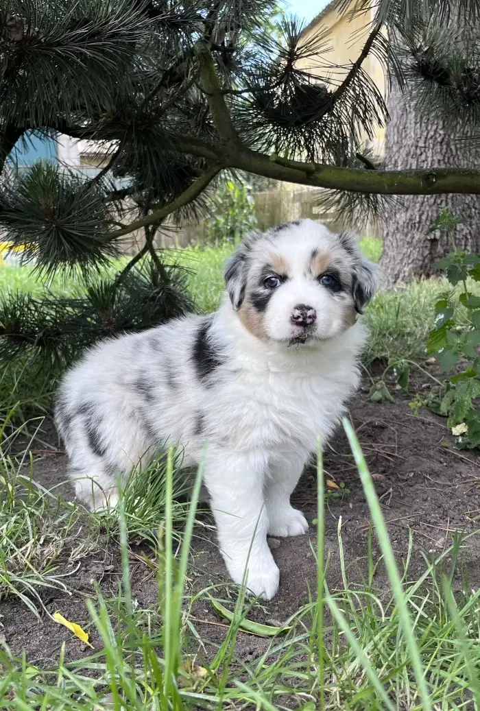 Bella