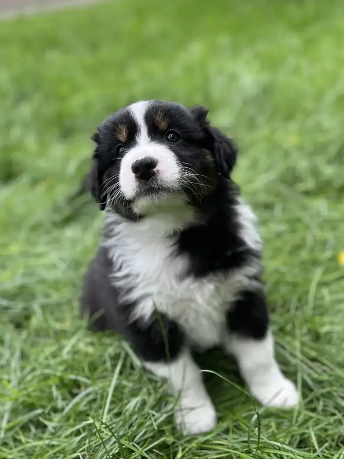 Buddy