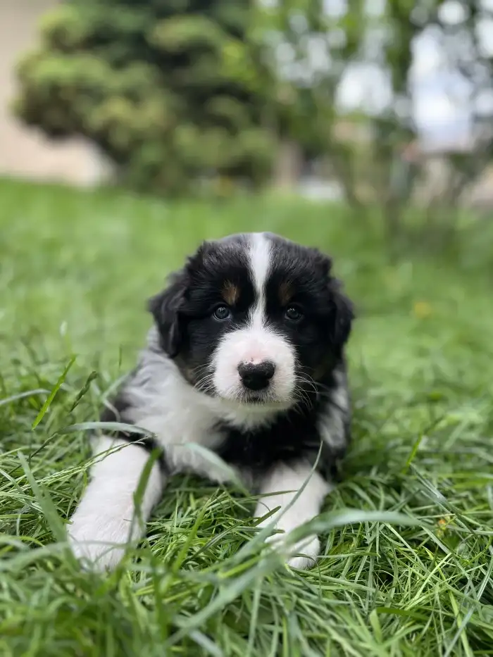 Buddy