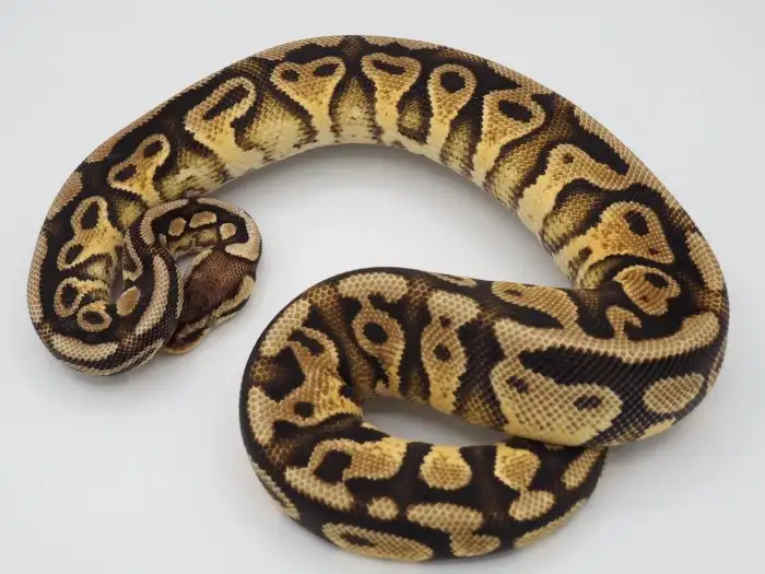3#