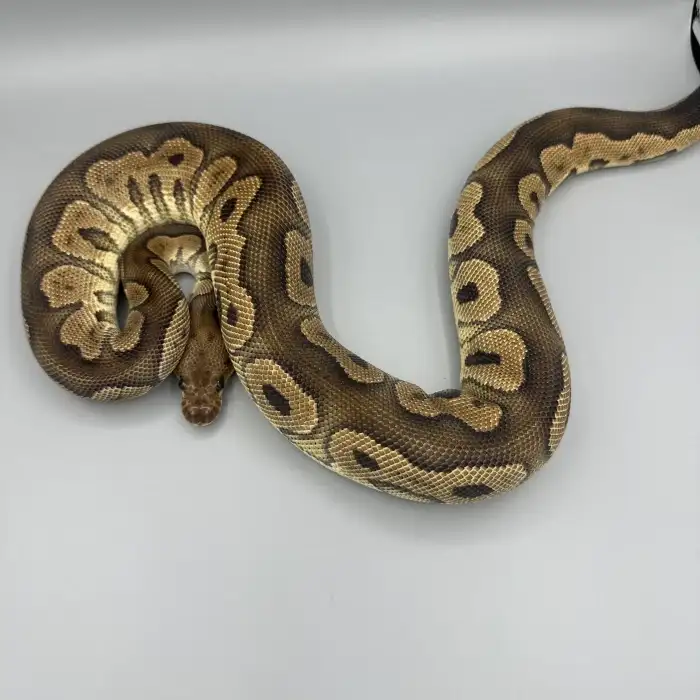 1.0 Black Pastel (Barnhart) Clown Het Desert Ghost