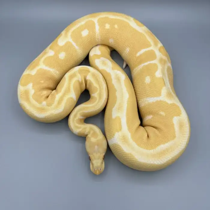 0.1 Lavender Albino Clown (Grail)