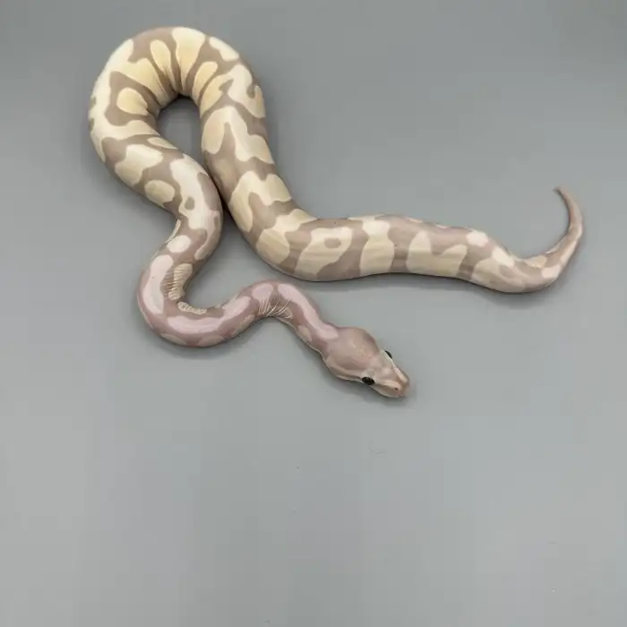 0.1 Banana Scaleless