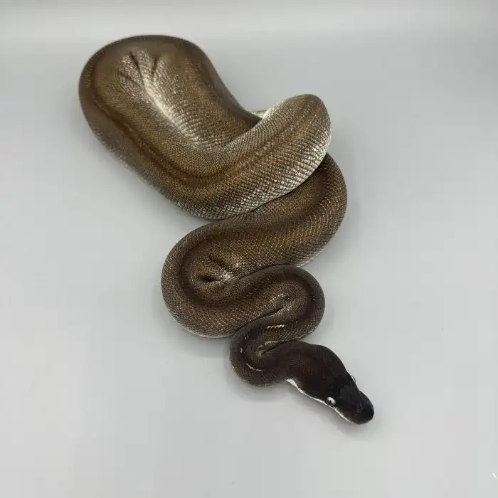 1.0 Bongo Leopard Black Head Mojave 66% Het Clown 50% Het Pied