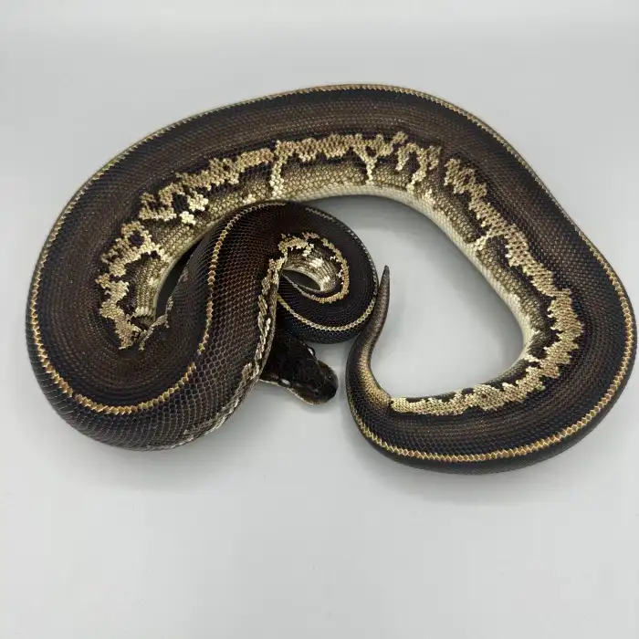 0.1 Leopard Black Head Mojave 66% Het Clown 50% Het Pied