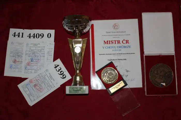 Celostátní výstava Lysá n/L 2025 - mistr klubu 2x96, 95 a 94=381b, čestná cena a medaile-nejlepší holandská chocholatá slepice