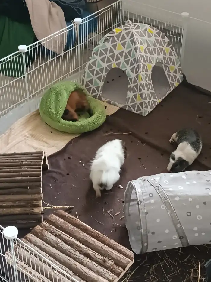 Bobinka v pelíšku+ Oreo a Muffinka