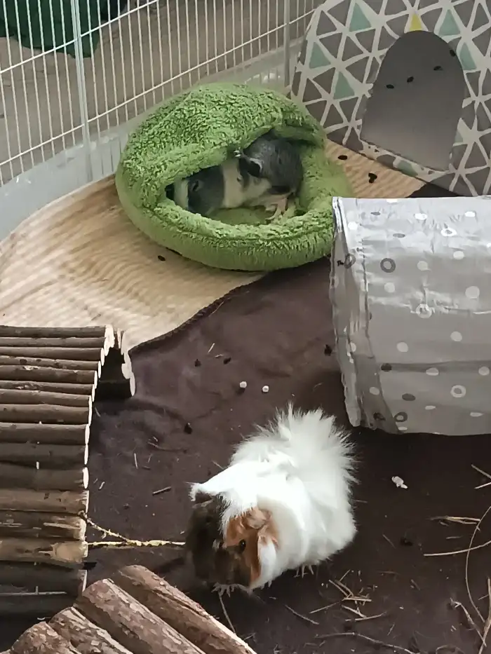 Oreo v pelíšku+ Muffinka