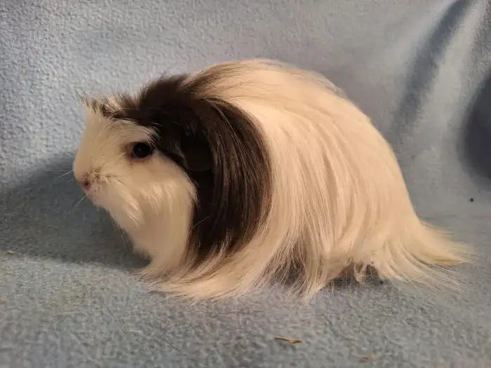 Wilma
