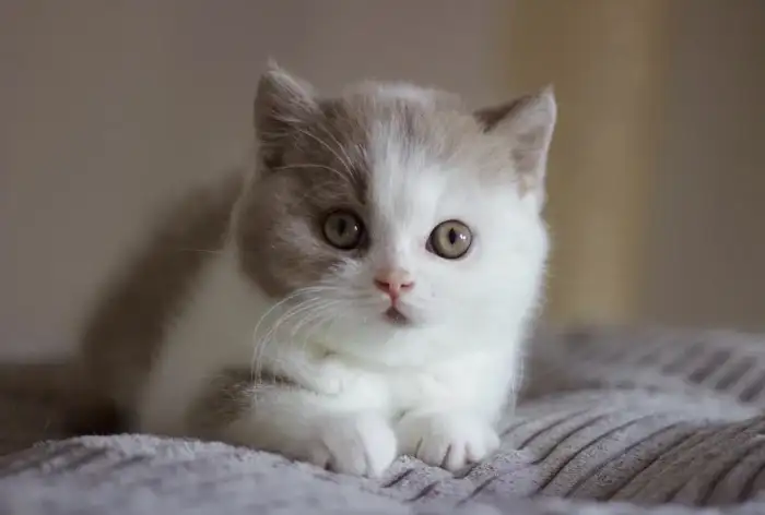 DANTE FURRY DYNASTIA, CZ