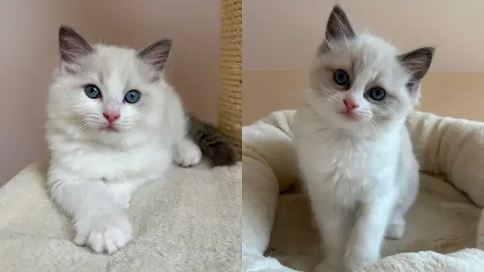 Charlie (vlevo), Cassian (vpravo)