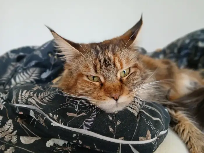 Matka