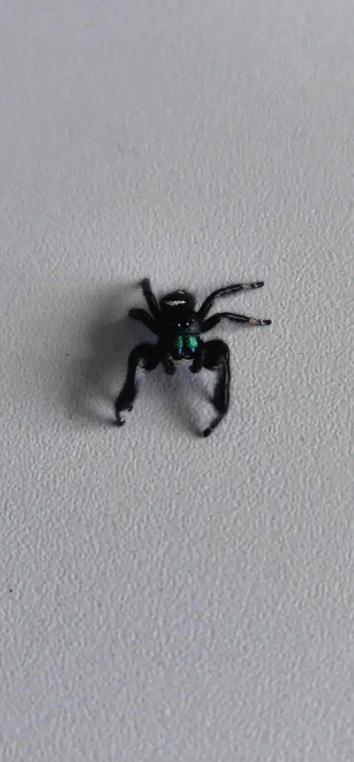 Adult samec