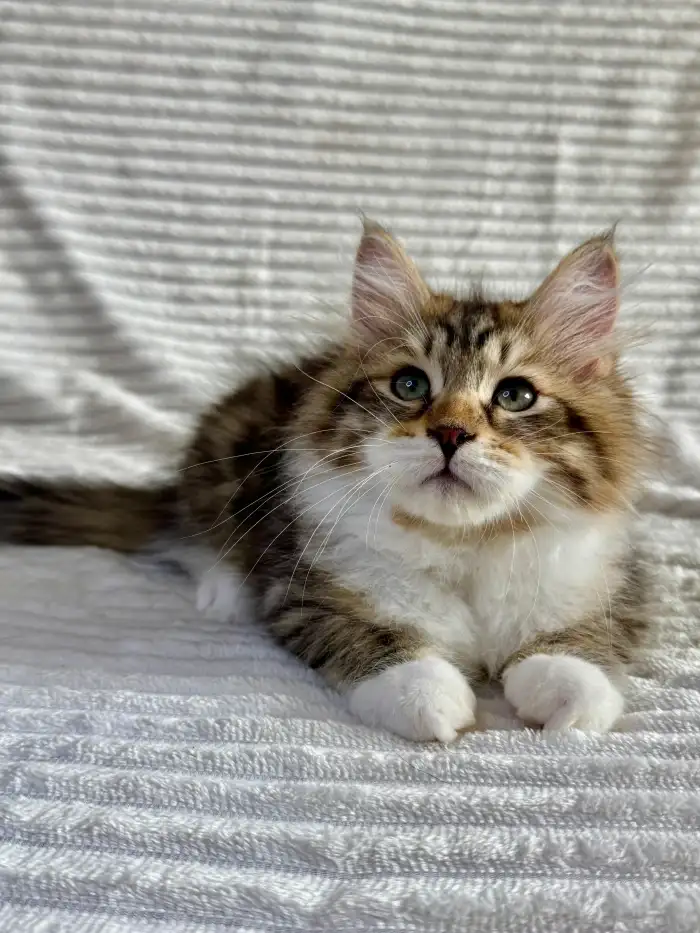 Elliott