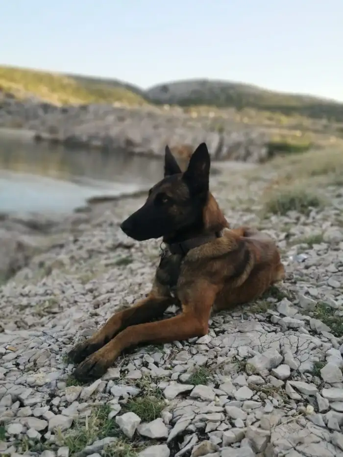 DEJZY
