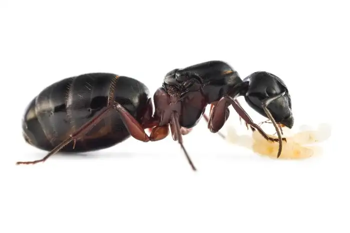 Camponotus herculeanus