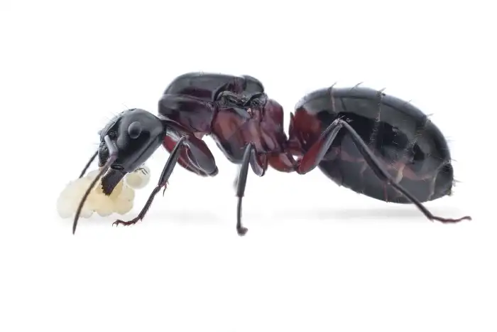 Camponotus ligniperda