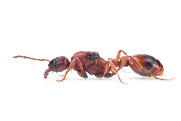 Manica rubida