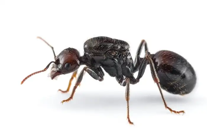 Messor barbarus