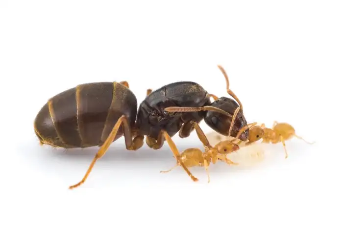 Lasius flavus