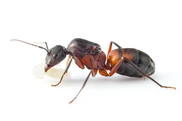 Camponotus cruentatus
