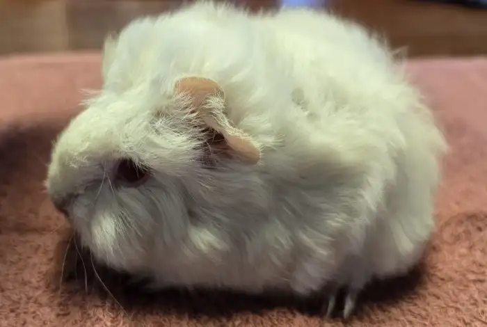 Cesmína Peruvian Gold