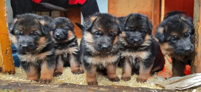 Štěnata u nás doma