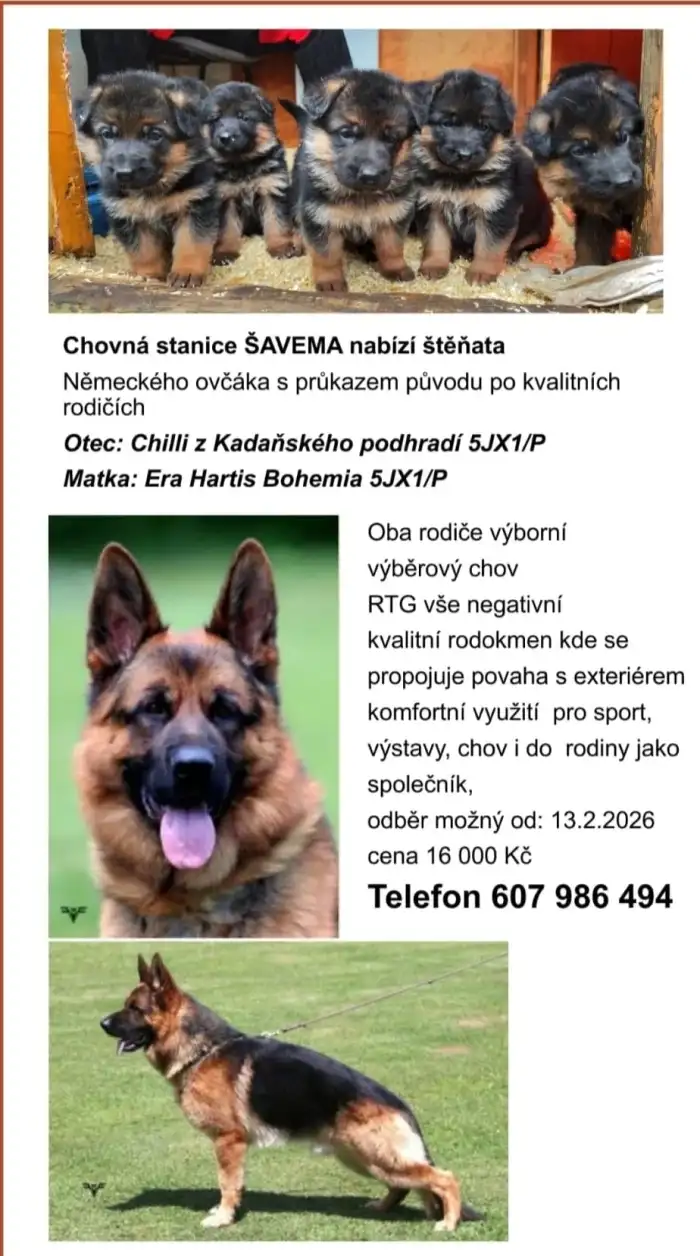 Štěňata a foto otce