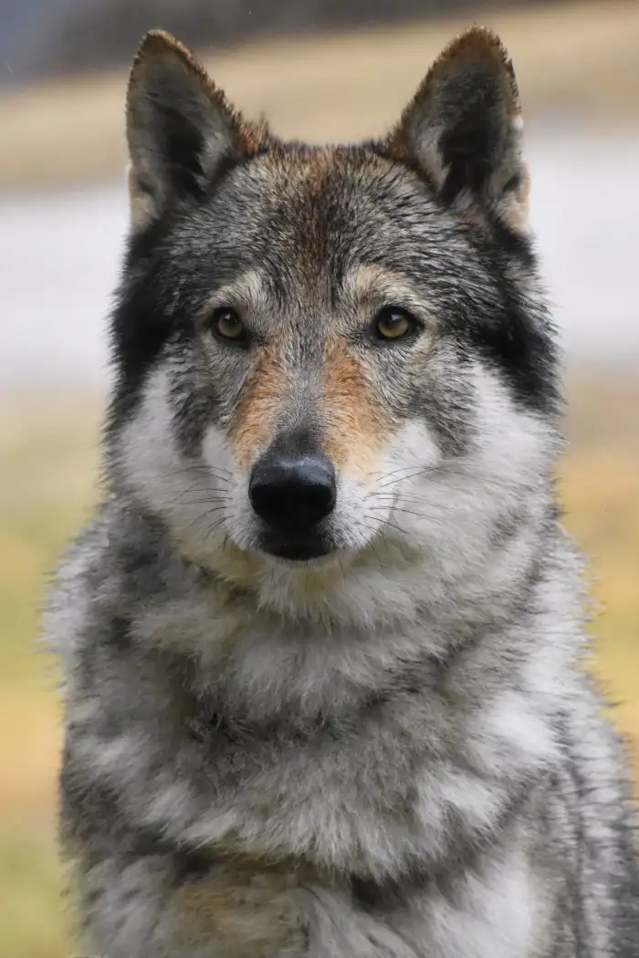 Athanor Lupus Opossum - otec vrhu