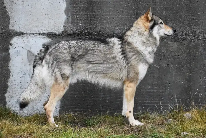 Athanor Lupus Opossum - otec vrhu