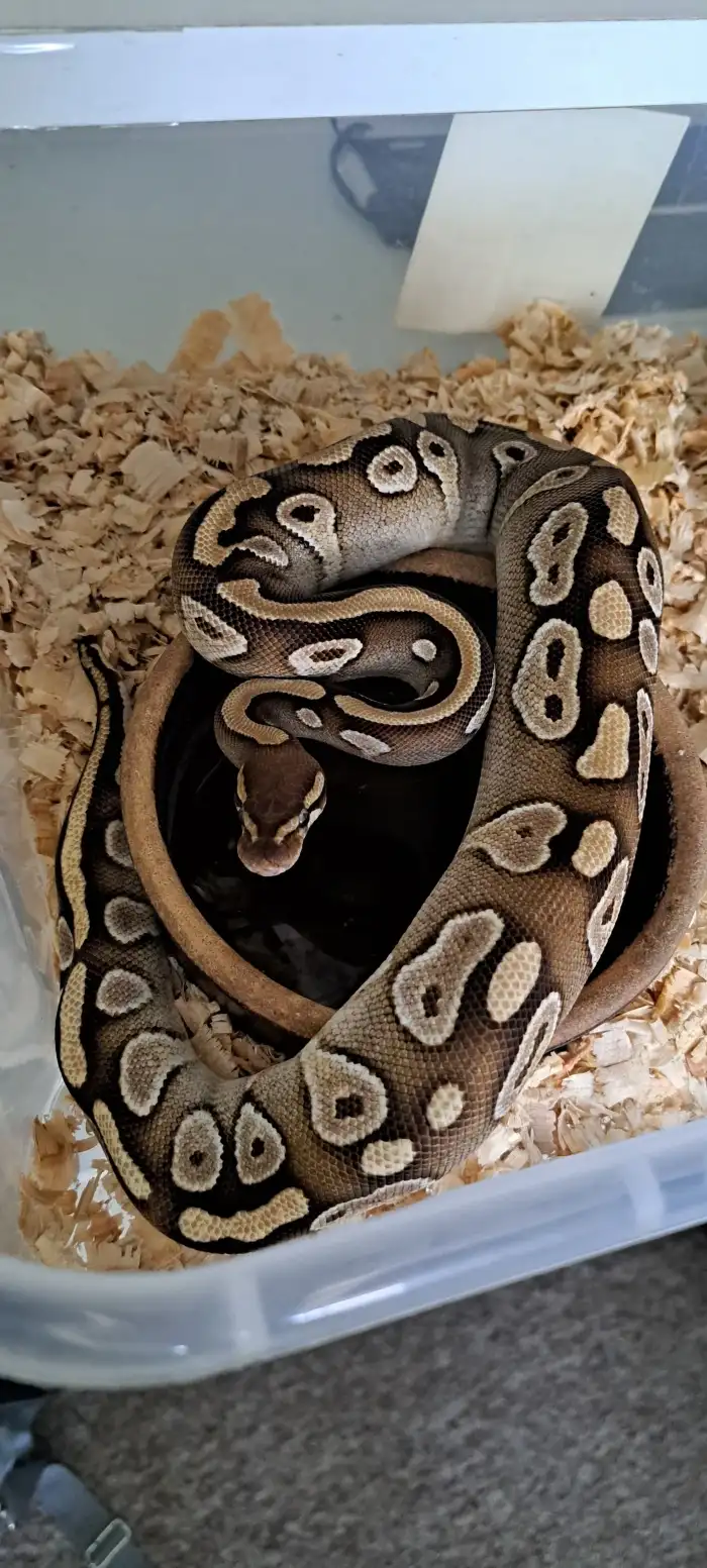 Mojave het piebald