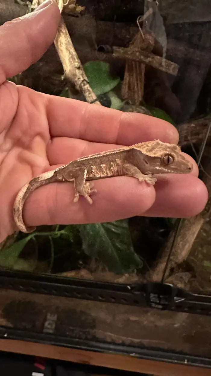 Mládě pagekona řasnatého