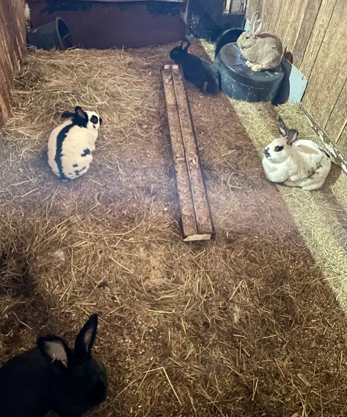 Samice hnědá pózující